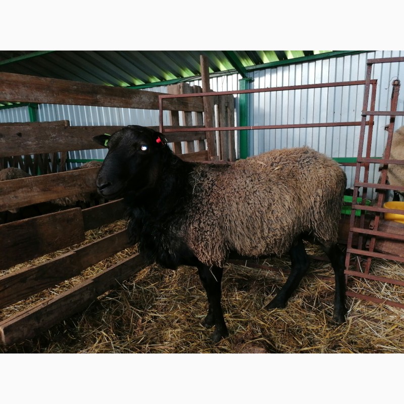 Фото 8. Овцы Бараны Романовская порода ярки ягнята овцематки