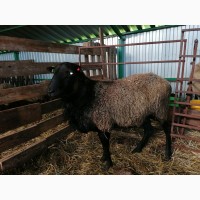 Овцы Бараны Романовская порода ярки ягнята овцематки