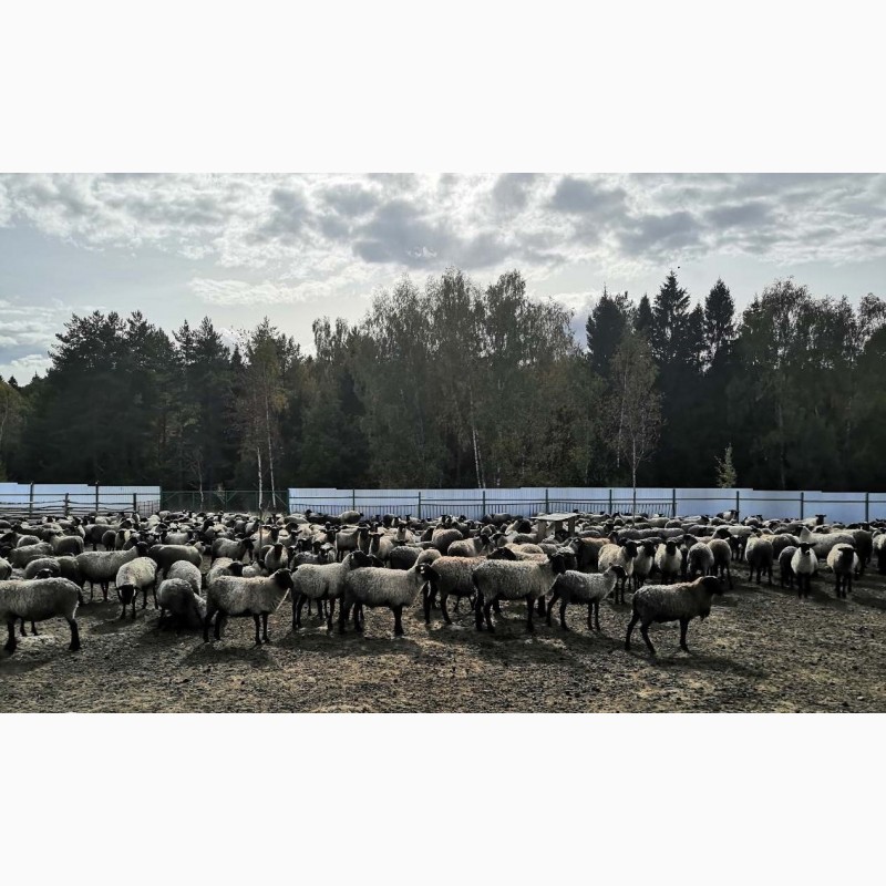 Фото 2. Овцы Бараны Романовская порода ярки ягнята овцематки
