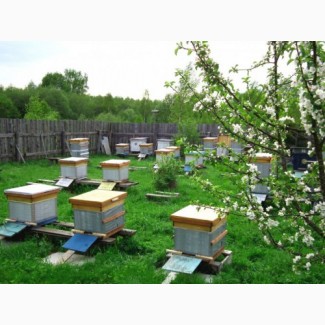 Продам пчелосемьи среднерусской породы в отличном состоянии