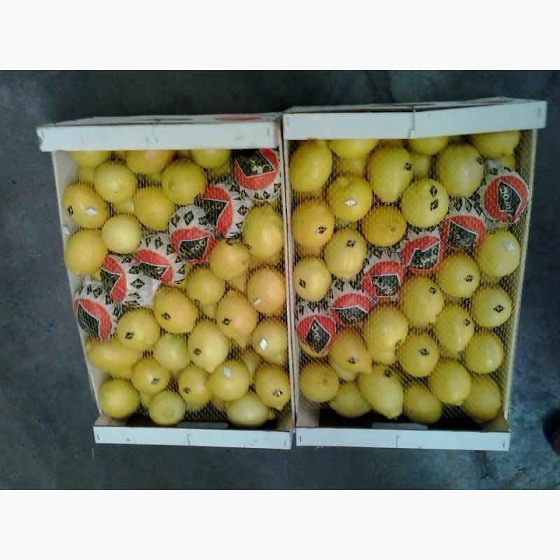 Фото 3. Лимоны из МАРОККО