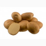Продаем Семенной картофель вид Веснянка 1 РС