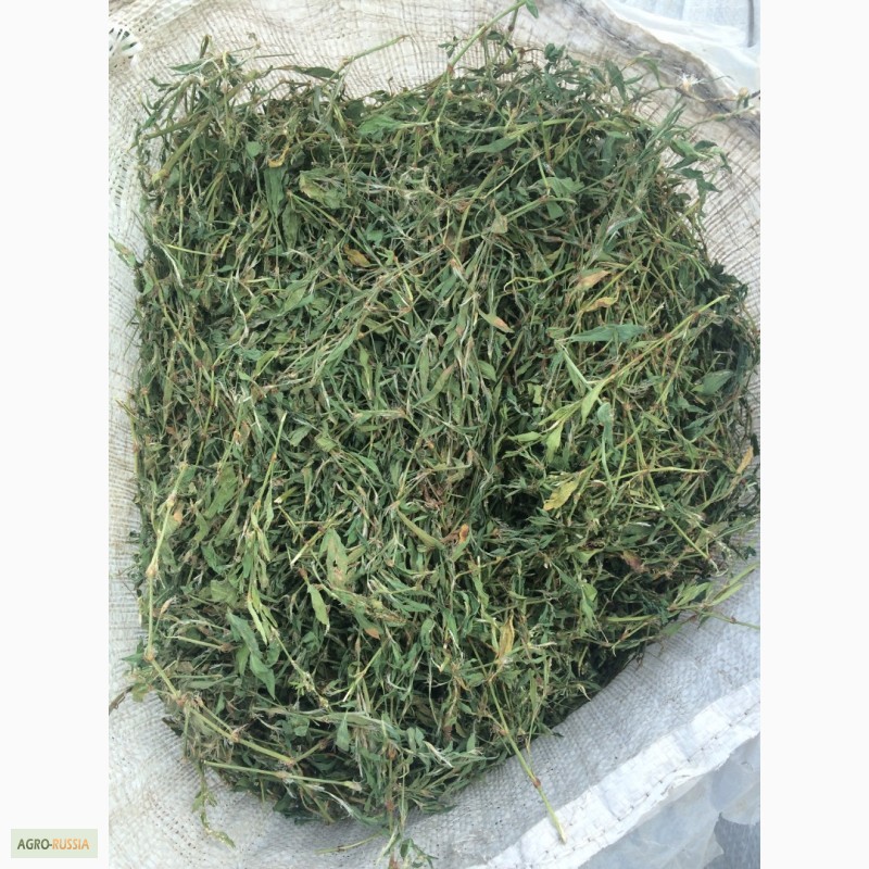 Фото 4. Продам Чагу, лекарственные травы. Экспорт