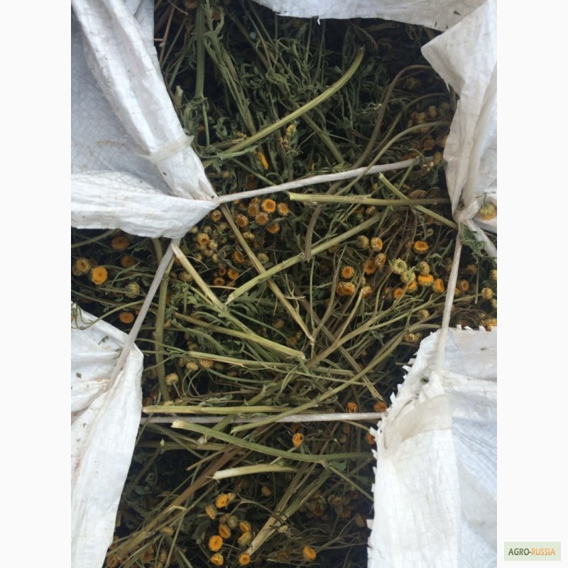 Фото 8. Продам Чагу, лекарственные травы. Экспорт