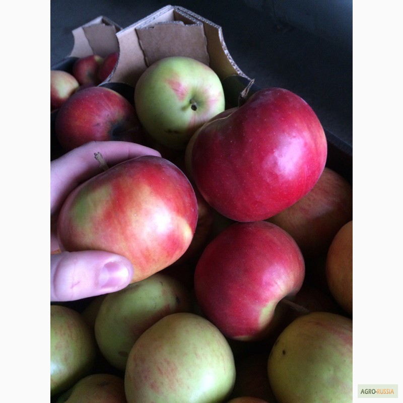 Фото 3. Реализуем яблоки из РБ, 1 сорта, Лигол, Айдаред, Глостер