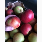 Реализуем яблоки из РБ, 1 сорта, Лигол, Айдаред, Глостер