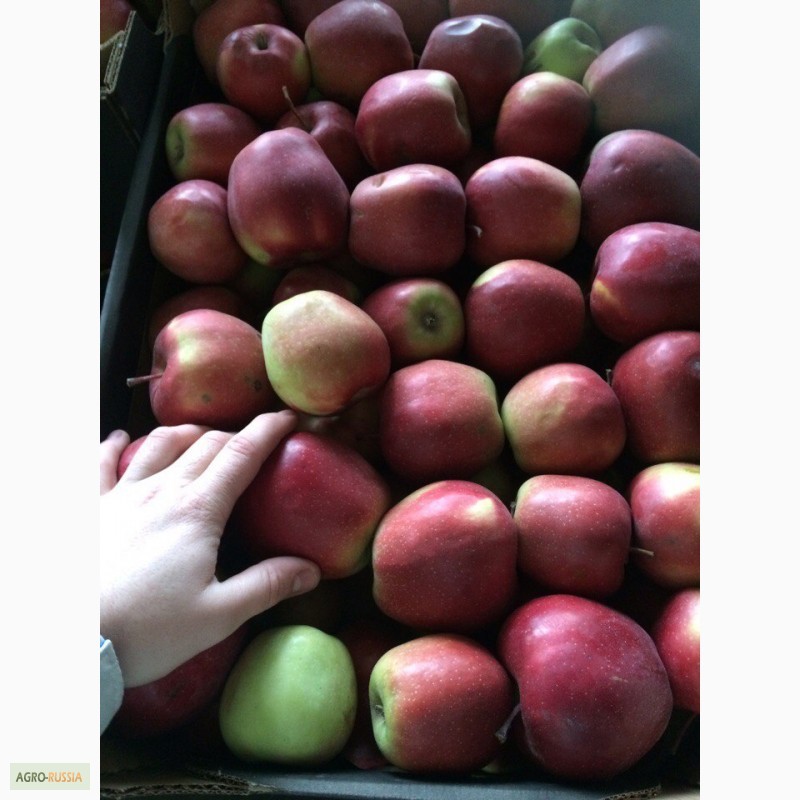 Фото 4. Реализуем яблоки из РБ, 1 сорта, Лигол, Айдаред, Глостер