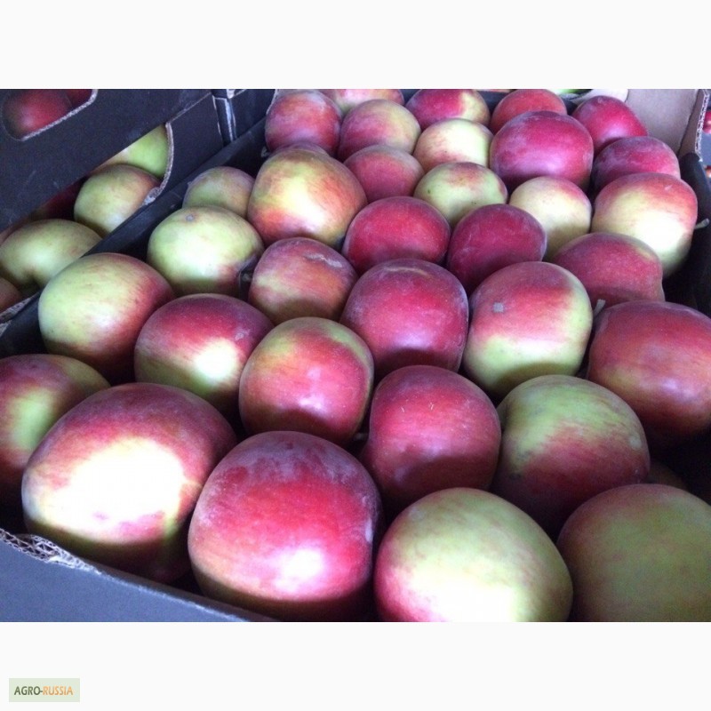 Фото 6. Реализуем яблоки из РБ, 1 сорта, Лигол, Айдаред, Глостер