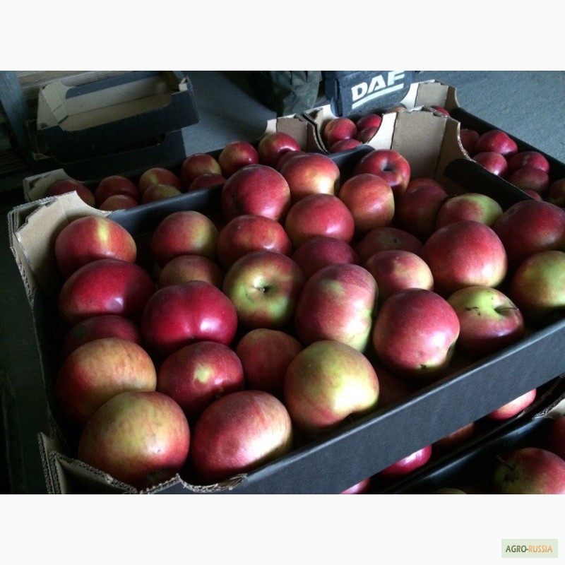 Фото 7. Реализуем яблоки из РБ, 1 сорта, Лигол, Айдаред, Глостер