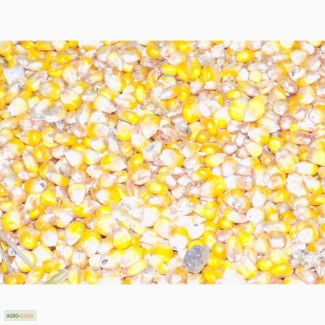 Кукуруза вл. 12-14%