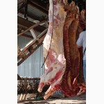 Продаем мясо говядины (корова)