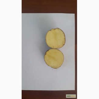 Картофель семенной оптом сорт Каратоп