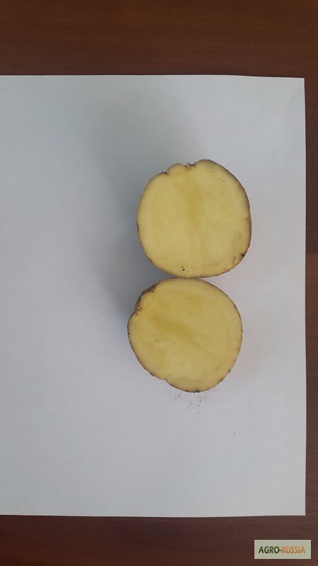 Картофель семенной оптом сорт Каратоп