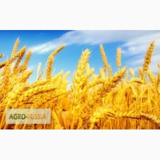 Семена пшеницы маргарита элита, РС1