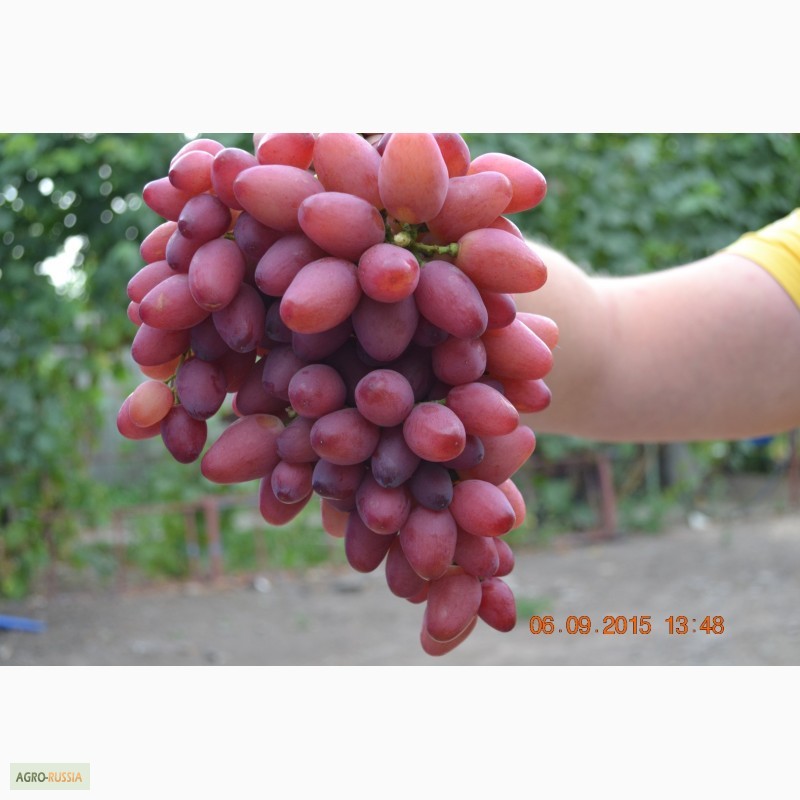 Фото 2. Продам вегетирующие саженцы столового винограда 90 сортов