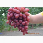 Продам вегетирующие саженцы столового винограда 90 сортов