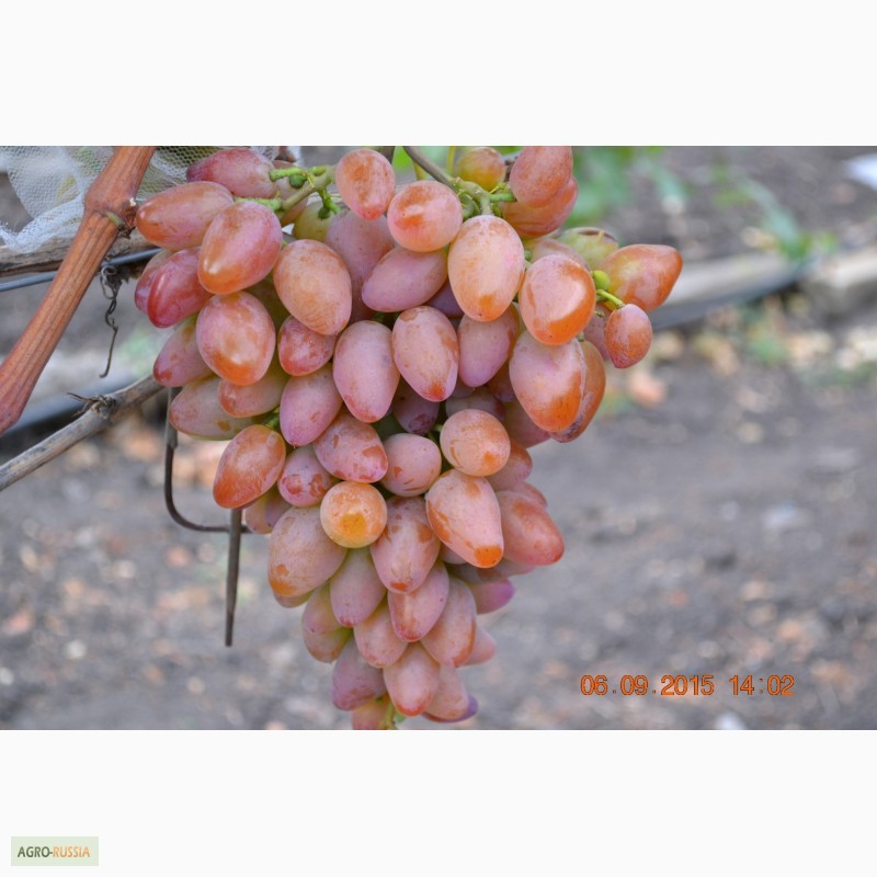 Фото 3. Продам вегетирующие саженцы столового винограда 90 сортов