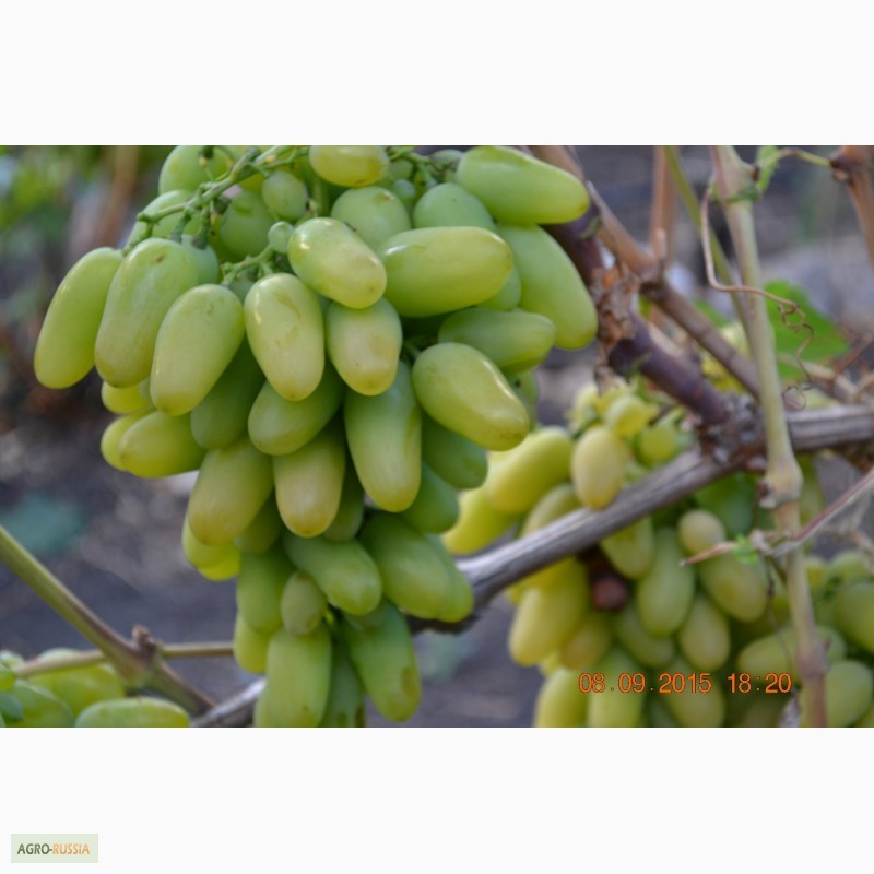 Фото 4. Продам вегетирующие саженцы столового винограда 90 сортов