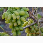 Продам вегетирующие саженцы столового винограда 90 сортов