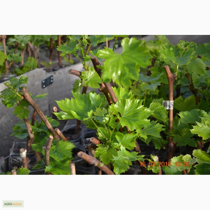 Фото 6. Продам вегетирующие саженцы столового винограда 90 сортов