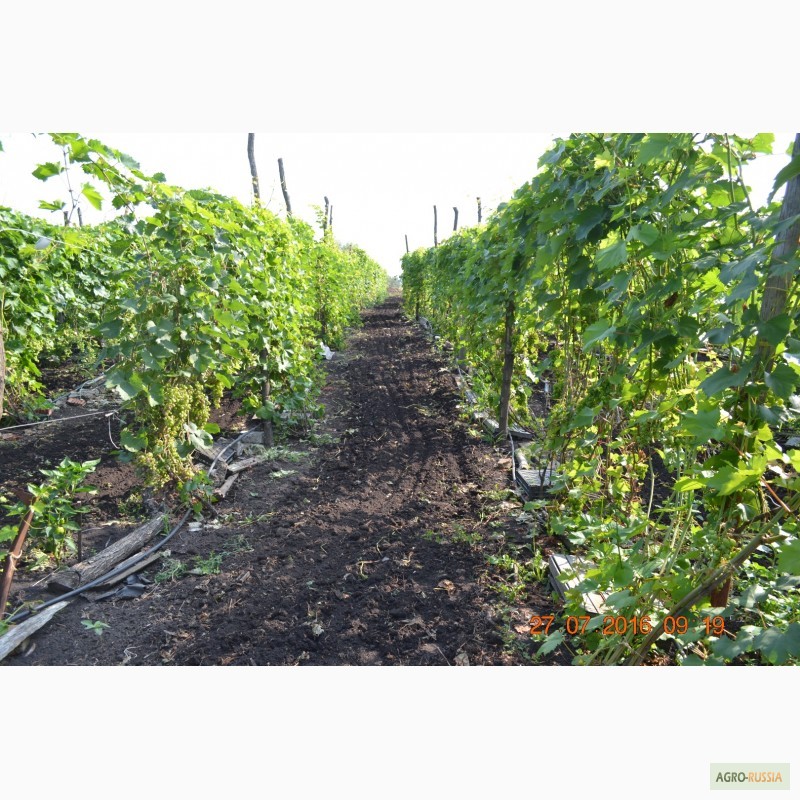 Фото 8. Продам вегетирующие саженцы столового винограда 90 сортов