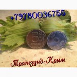 Вегетативные саженцы фундука Трапезунд(не сеянцы!!!)