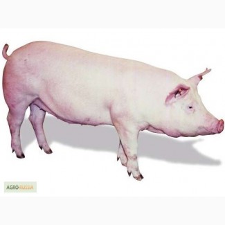 Продам чистопородных свиней