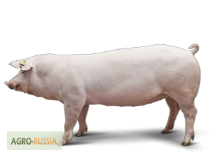 Фото 2. Продам чистопородных свиней