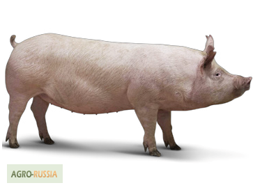 Фото 3. Продам чистопородных свиней