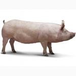 Продам чистопородных свиней