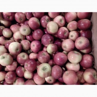 Яблоки оптом сорт Фридом, Белорусское сладкое 65