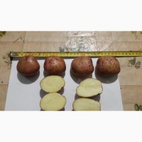 Картофель оптом с Калужской области