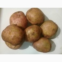 Картофель оптом с Калужской области
