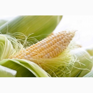 Семена кукурузы РОСС 130