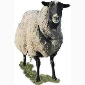 Продам ярок (овец) романовской породы для разведения