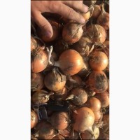 Продам лук репчатый урожай 2018