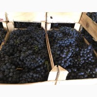 Виноград Молдова продам оптом