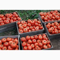 Продаем оптом помидор Новичок по цене от производителя