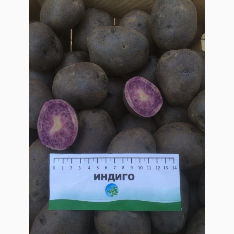 Фото 5. Семенной картофель высокого качества в розницу
