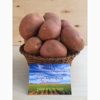 Семенной картофель высокого качества в розницу