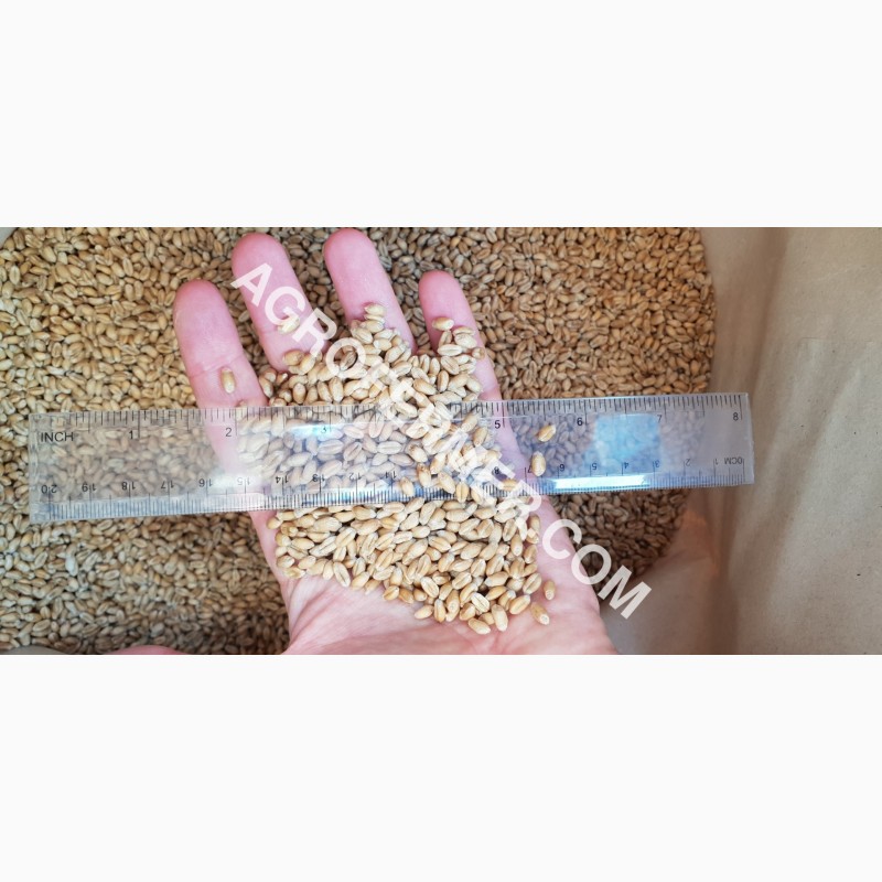 Фото 11. MASON - Мягкий канадский трансгенный озимый сорт (элита) пшеницы