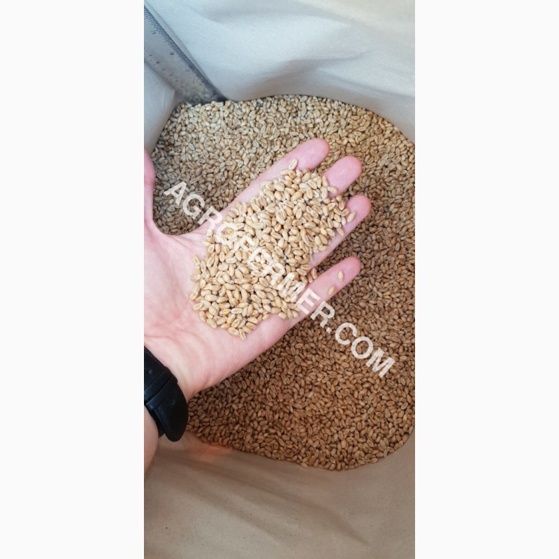 Фото 3. MASON - Мягкий канадский трансгенный озимый сорт (элита) пшеницы
