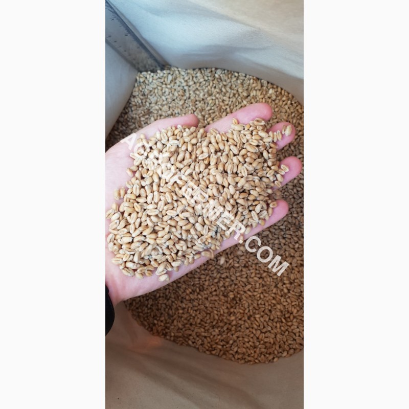 Фото 5. MASON - Мягкий канадский трансгенный озимый сорт (элита) пшеницы