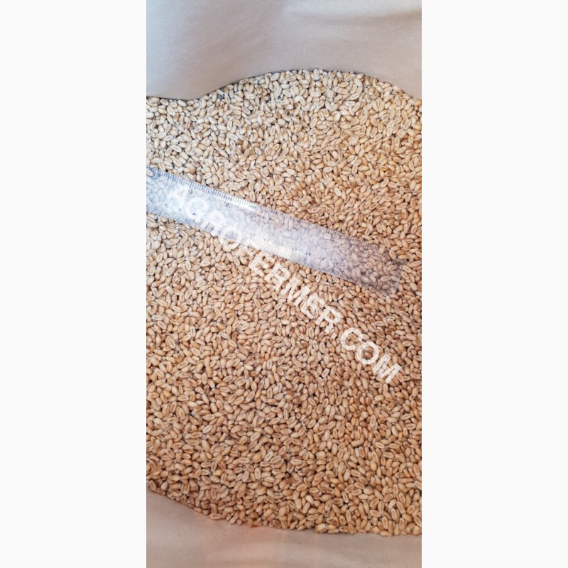 Фото 9. MASON - Мягкий канадский трансгенный озимый сорт (элита) пшеницы