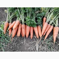 Продам крымскую морковь, сладкая. Качество сетевое от 12см до 24см