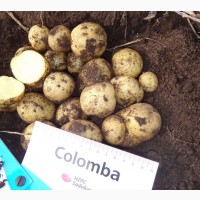 Семенной картофель Коломба