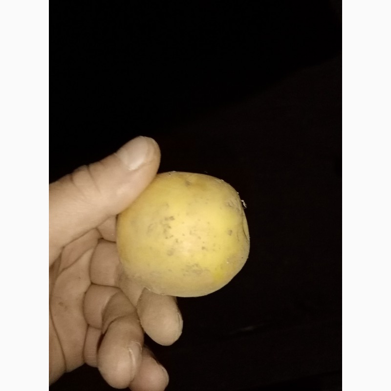 Фото 4. Семенной картофель Коломба