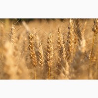 Ищем поставщика ячмень, кукуруза, пшеница на экспорт в Турцию