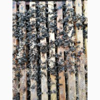 Продам пчёлосемьи Карпатской породы