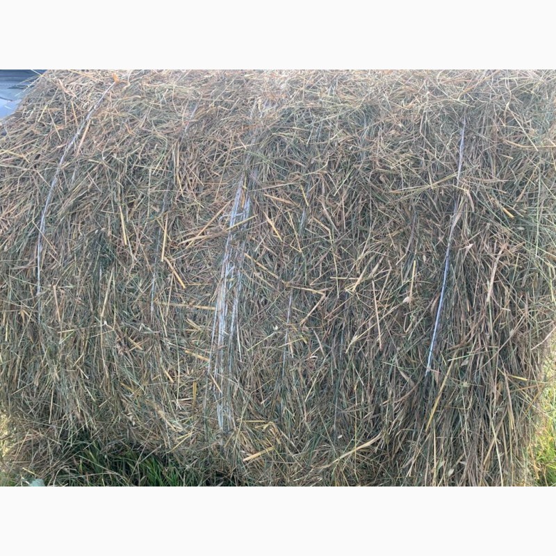 Фото 2. Овсяная солома с подсевом трав